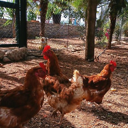 Casa Rural Finca Las Tejoneras Bornos Kültér fotó